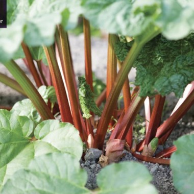 Rhubarb Collection