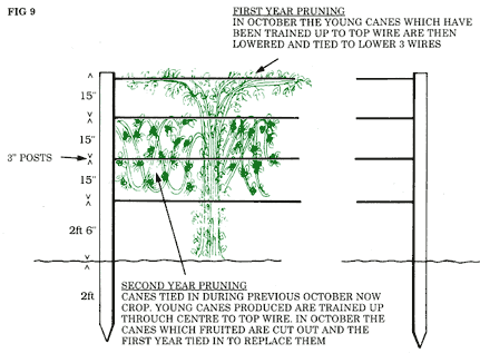 First and Second year Pruning