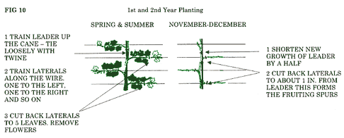 Planting Grapes