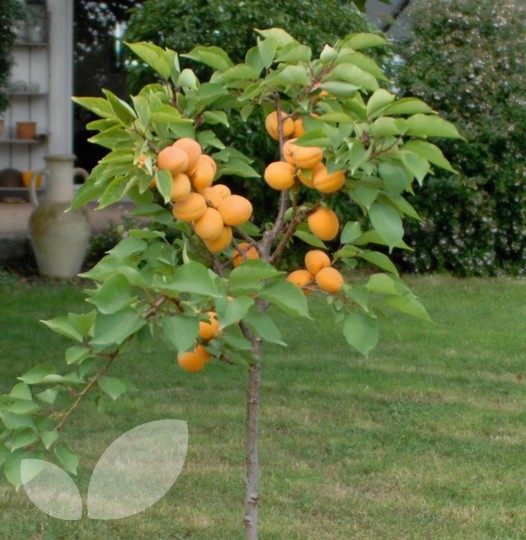 dwarf apricot tree uk