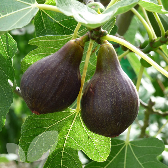 Fig Brown Turkey Trees For Sale Buy Online
