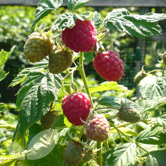 Raspberry Erika Raspberry Canes For Sale