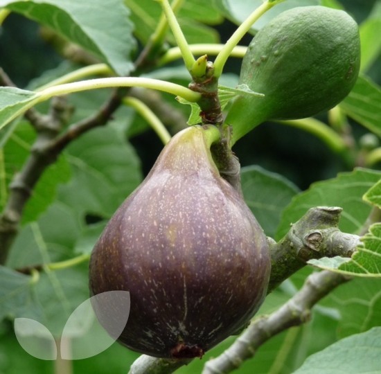 Fig Tree Gift ‘Osborne Prolific’ Ficus carica Hardy Fruit Trees Easy to Grow Your Own Delicious Figs Fruit Outdoors 1x 2-Litre Potted Plant by Thompson and Morgan 