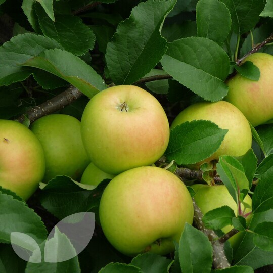 Apple Malus domestica Limelight Fruit Trees For Sale Buy