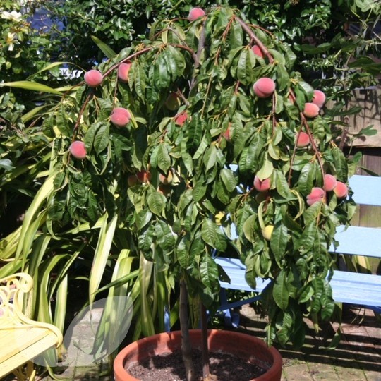 Peach Fruit Trees Genus Prunus persica Weeping Peach Lacrima Fruit Trees Fo...