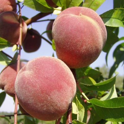 Peach Peregrine Fruit Trees For Sale
