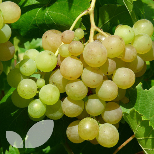 grape vines for sale grape vines for sale