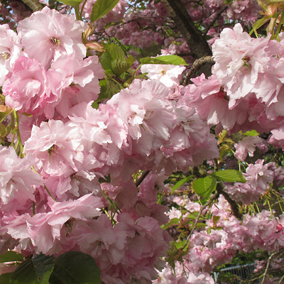 Prunus 'Pink Perfection' (Japanese Flowering Cherry)