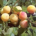 Mirabelle Fruit Trees