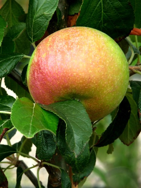 Choosing a Fruit Tree for Your Garden