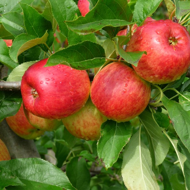 Fruit Tree Sale Now On!