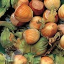 Hall's Giant Cobnut