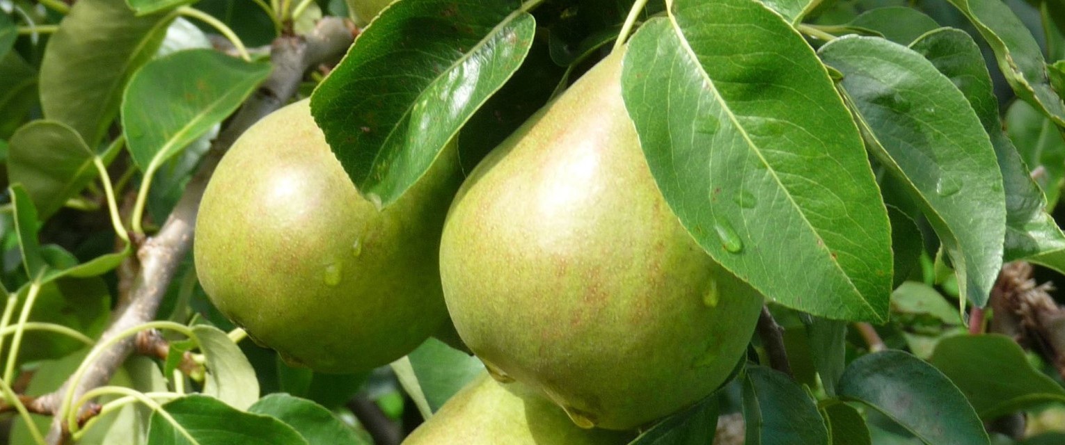 A warm welcome to Blackmoor Nurseries. The UK's leading specialist fruit nursery.