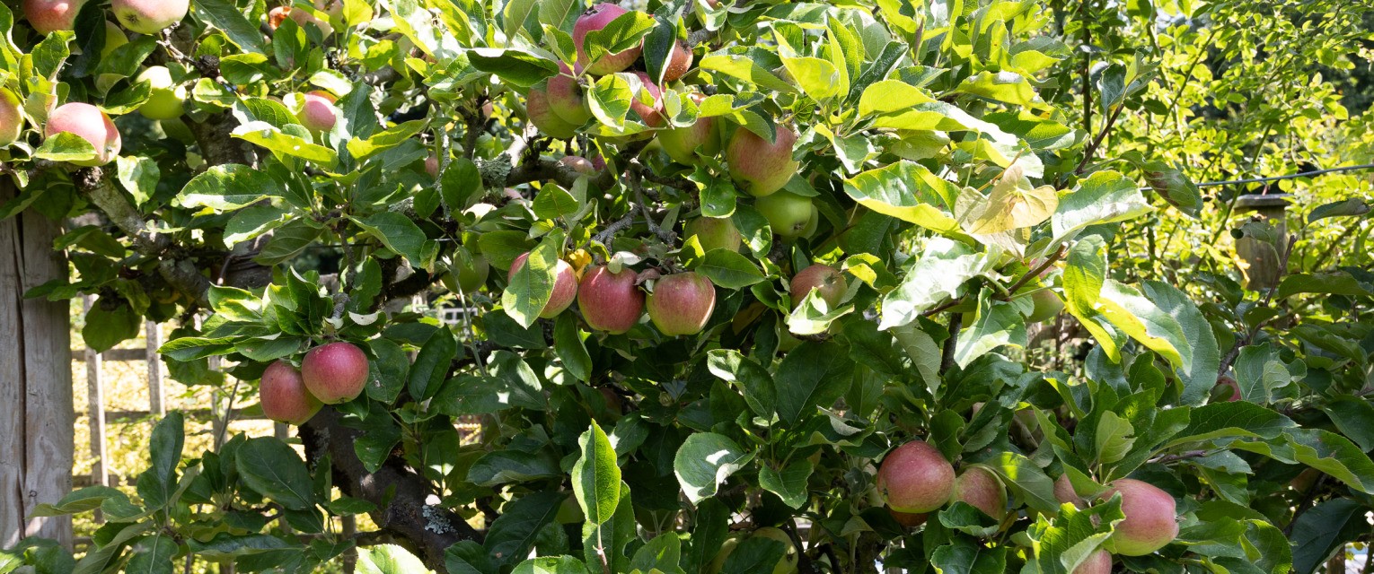 Multi Buy offer. Buy 3 or more of any bare root tree and save 10%