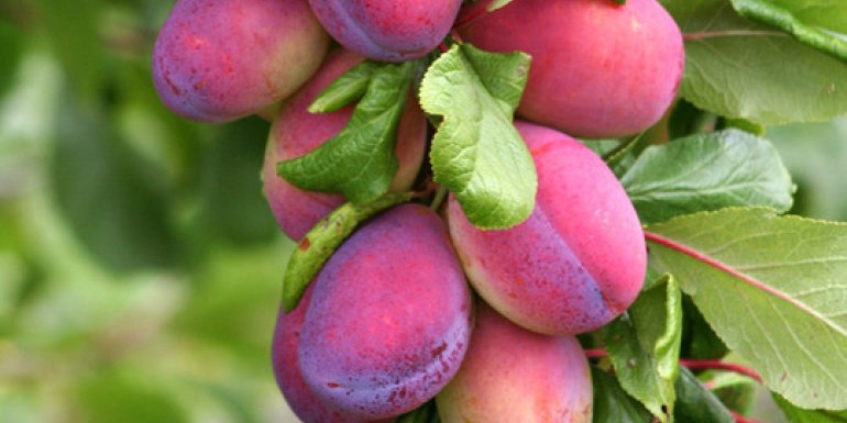 The nations favourite Plum The nations favourite Plum