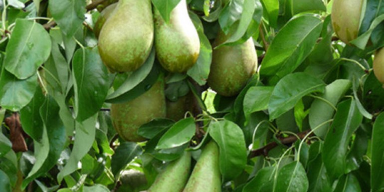 The nations favourite Pear Sale Item Save £3.60 