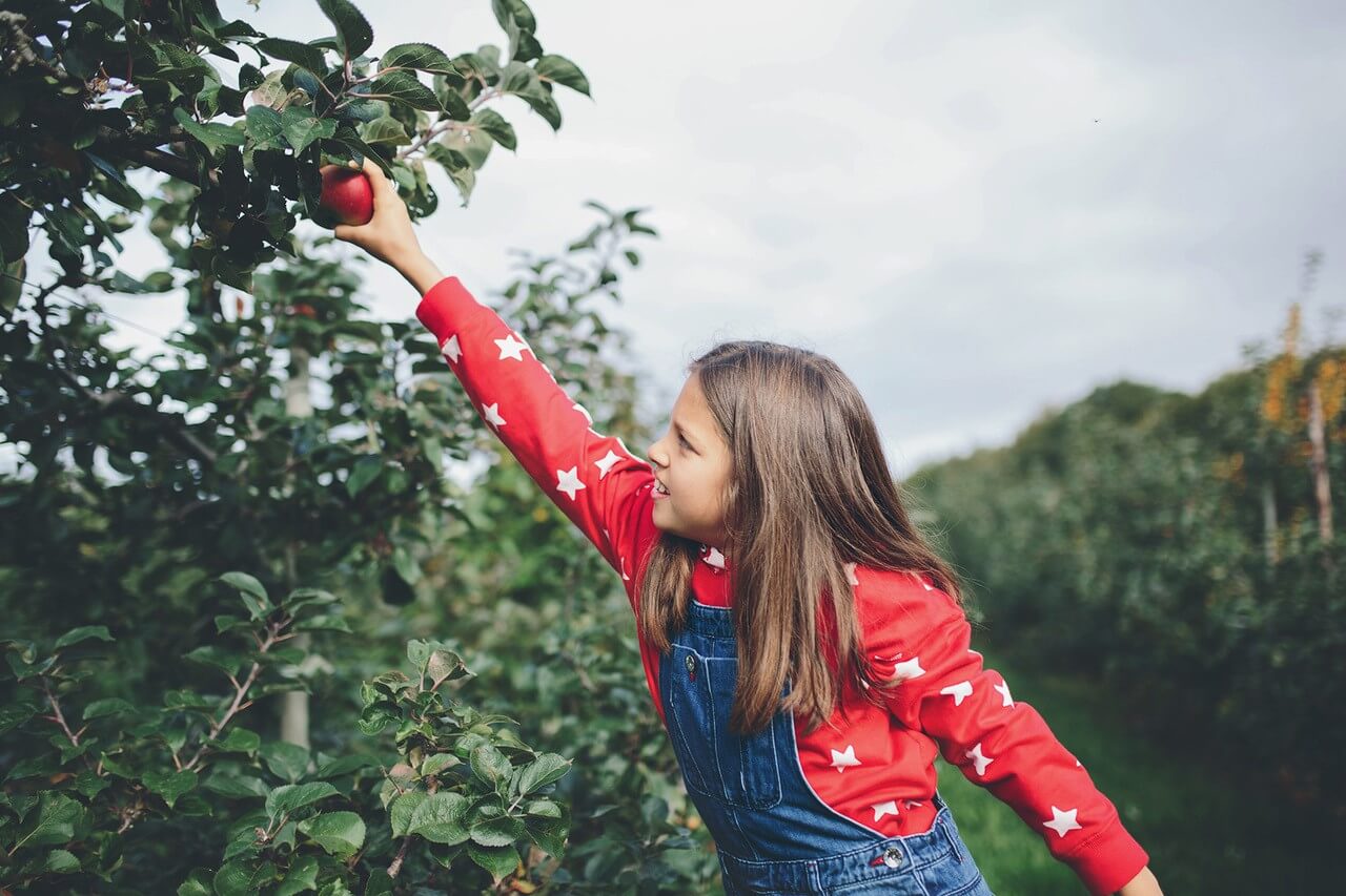Apple Picking – Dates 2026
Saturday 26th & Sunday 27th September – 10am to 4pm
Saturday 3rd & Sunday 4th October – 10am to 4pm
Saturday 17th & Sunday 18th October – 10am to 4pm