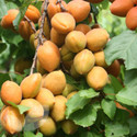 Apricot Petit Muscat®