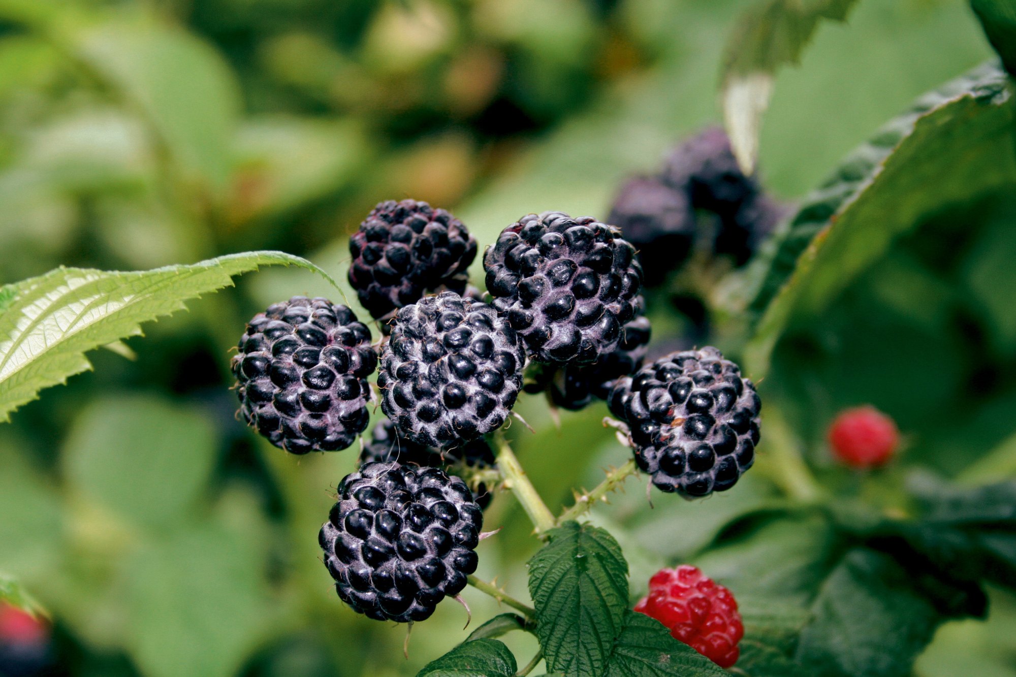 Raspberry Black Jewel Canes For Sale - Blackmoor Nurseries