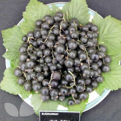 Blackcurrant Big Ben Blackcurrant Big Ben