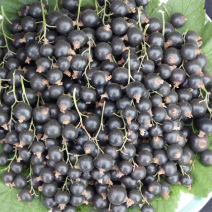 Blackcurrant Titania Blackcurrant Titania