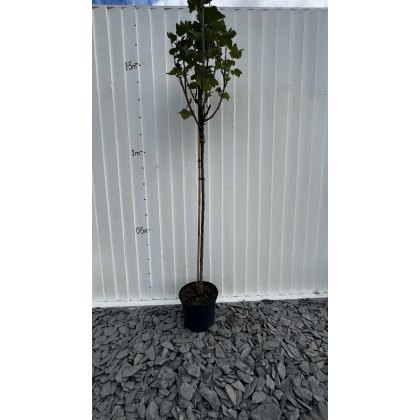 Blackcurrant Titania Blackcurrant Titania