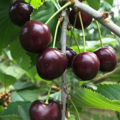 Cherry Hertford Cherry Hertford