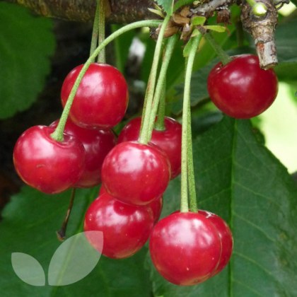 Cherry Morello Cherry Morello