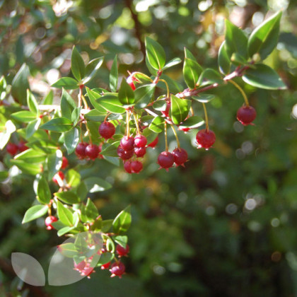 Chilean Guava Ka Pow