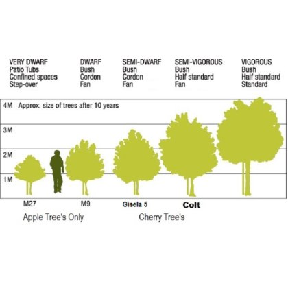 Colt Rootstock Colt Rootstock