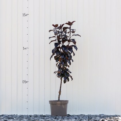 Crab Apple Aros