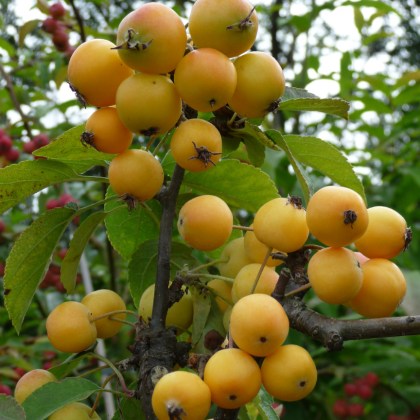 Crab Apple Golden Hornet