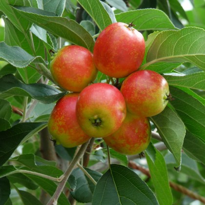 Crab Apple John Downie