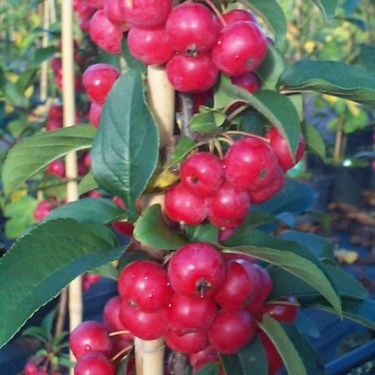 Crab Apple Red Sentinel