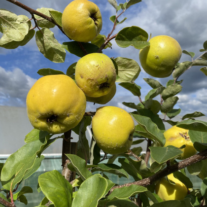 Dwarf Quince Leskovacz