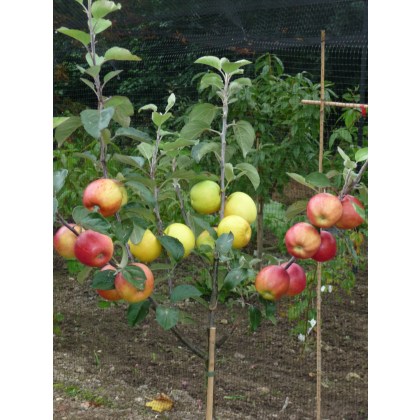 Family Tree Cox/Fiesta/Hereford Russet - 2 Year Bush 12 Litre