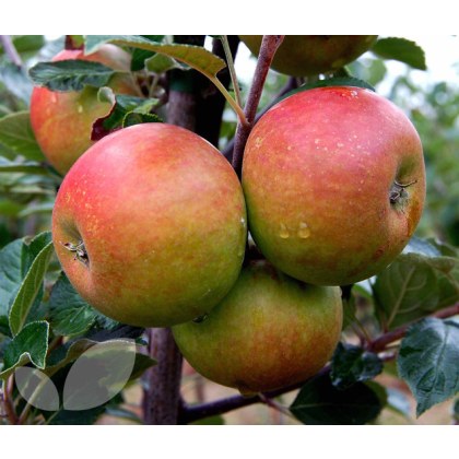 Family Tree Cox/Fiesta/Hereford Russet - 2 Year Bush 12 Litre