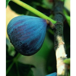 Fig Califfo Blue