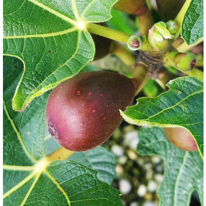 Fig Little Miss Figgy