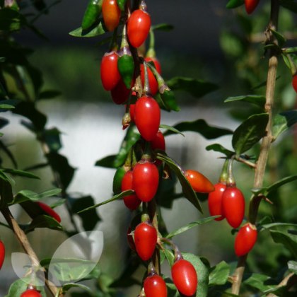 Goji Berry Goji Berry