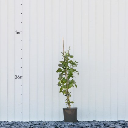 Goji Berry