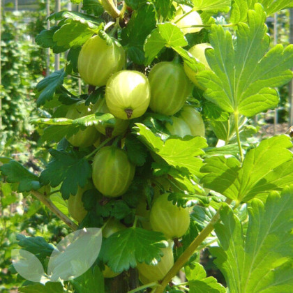 Gooseberry Hinnomaki Yellow Gooseberry Hinnomaki Yellow