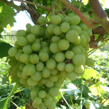 Grape Bianca - 3 Litre Container Grape Bianca - 3 Litre Container