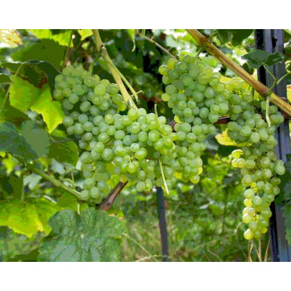 Grape Lakemont - 2 Litre 50cm+