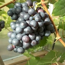 Grape Regent - 2 Litre 50cm+