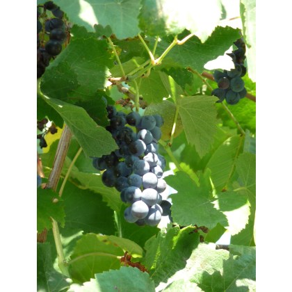 Grape Rondo - 3 Litre Container Grape Rondo - 3 Litre Container