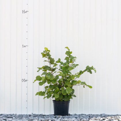 Hazel Halls Giant Cobnut
