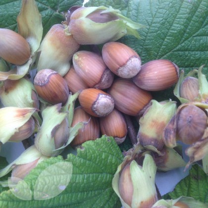 Hazel Kent Cob Hazel Kent Cob