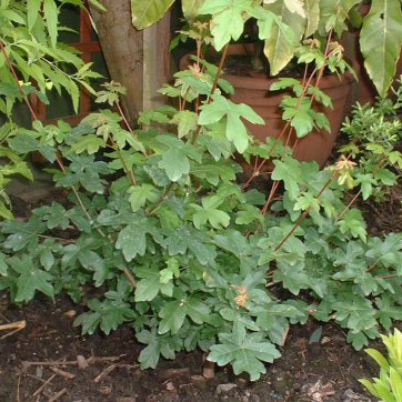 Hedging Acer Campestre (Field Maple) - Bare Root