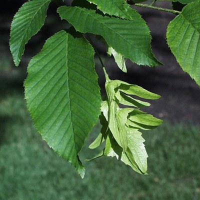 Hedging Carpinus Betulus (Hornbeam) - Bare Root